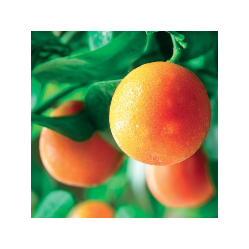 Appelsiini extra, Italia, bio, 10 ML