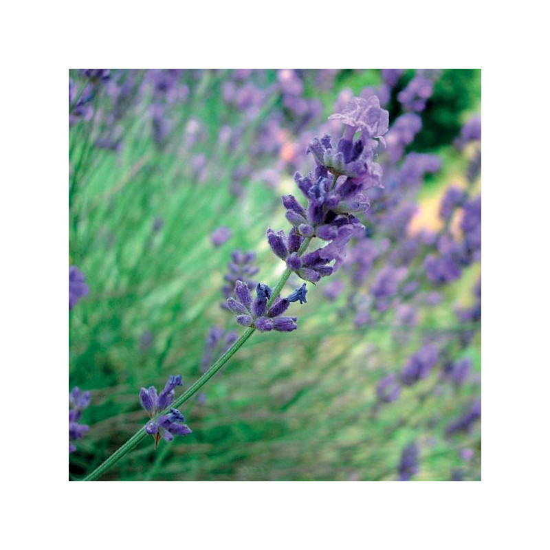 Lavender 100% essential oil